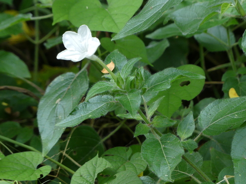 Ruellia bignoniiflora image