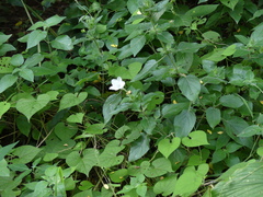 Image of Ruellia bignoniiflora