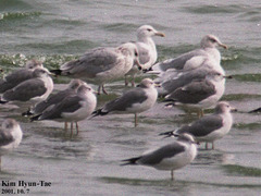 Larus argentatus mongolicus
