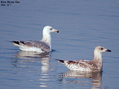 Larus argentatus mongolicus