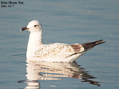Larus argentatus mongolicus