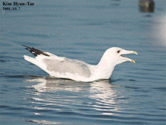 Larus argentatus mongolicus