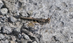 Oedaleus abruptus