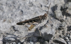 Oedaleus abruptus
