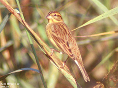 Emberiza aureola