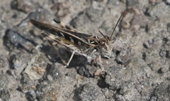 Oedaleus abruptus