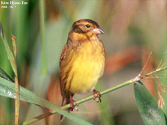 Emberiza aureola
