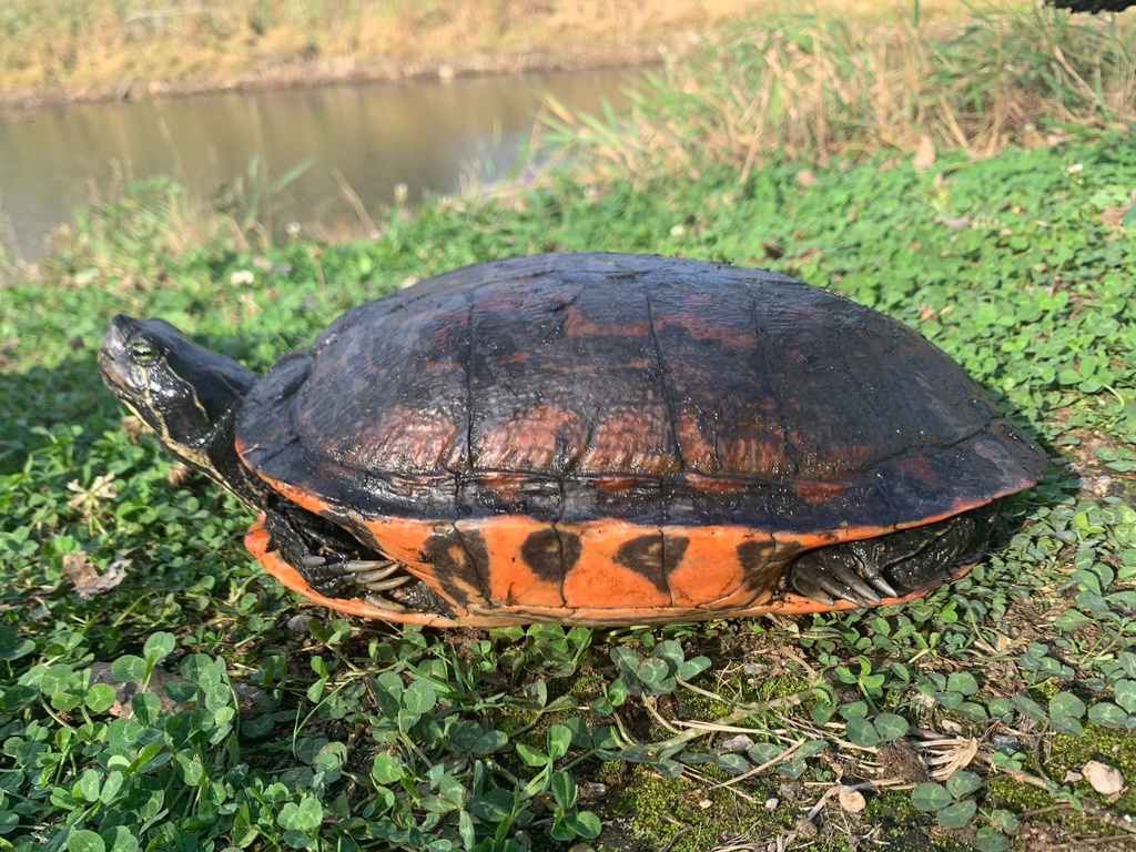 Florida Redbelly Turtle from Town Of Burke, Madison, WI, US on October ...