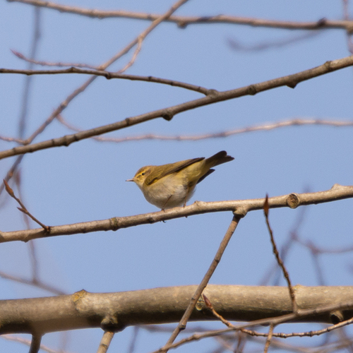 Mosquitero ibérico (Phylloscopus ibericus)