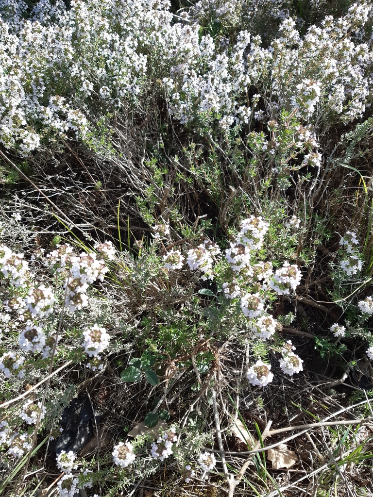 Thyme