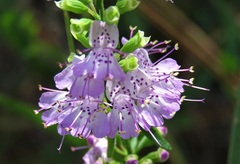 Dicerandra densiflora