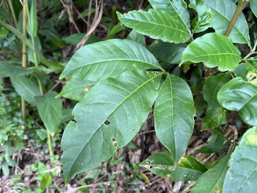 Melicope pteleifolia