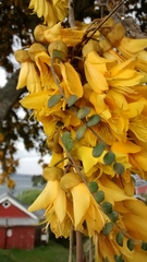 Sophora cassioides