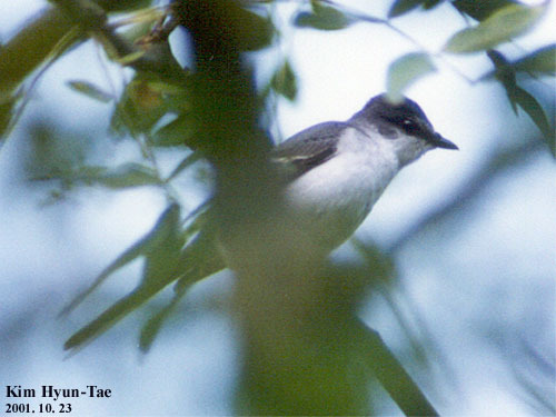 Pericrocotus divaricatus