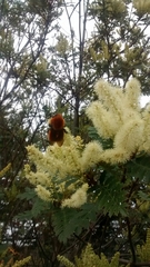 Bombus dahlbomii