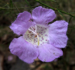 Agalinis peduncularis