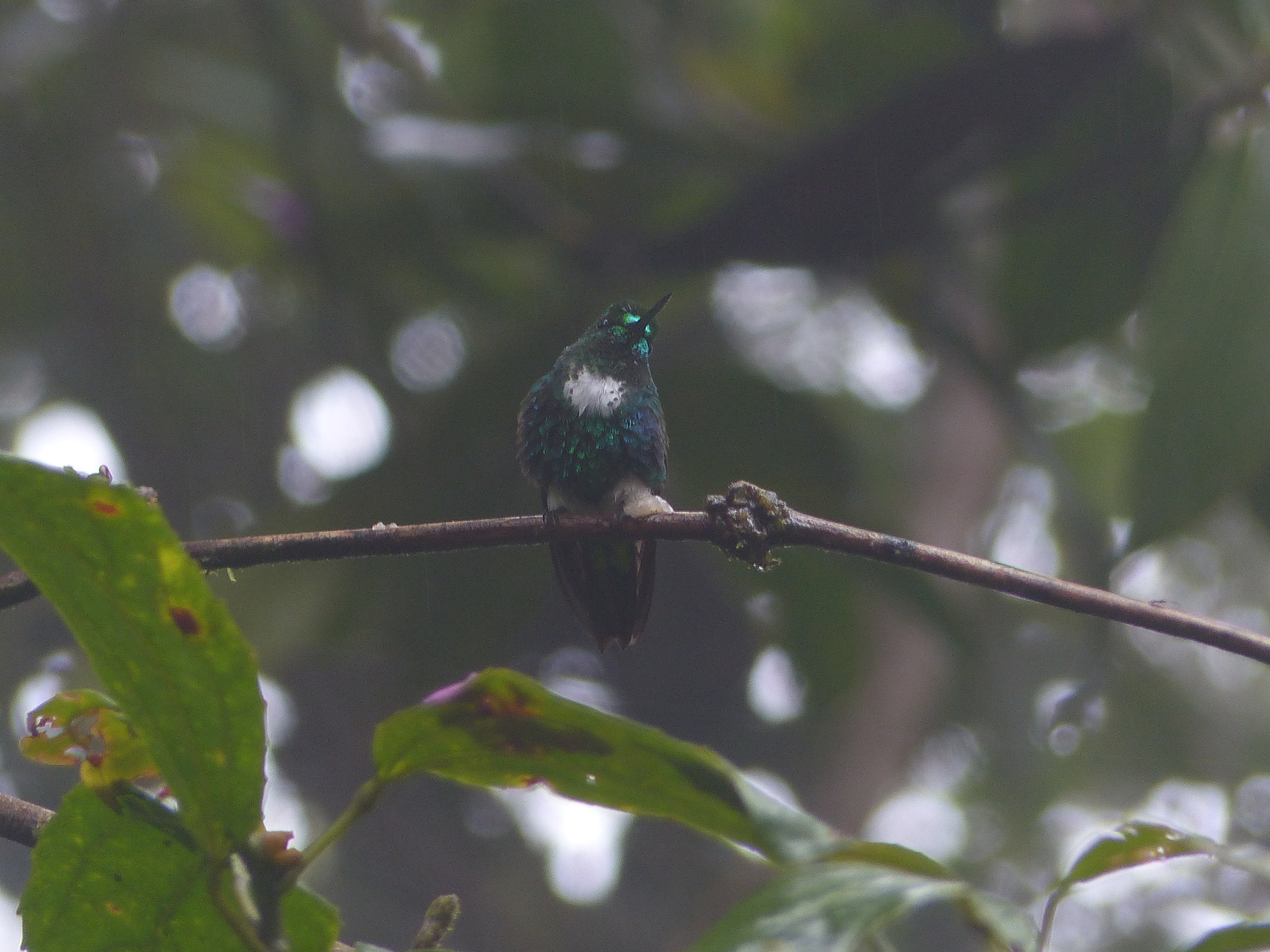 Emerald-bellied Puffleg (Eriocnemis aline), photo 4