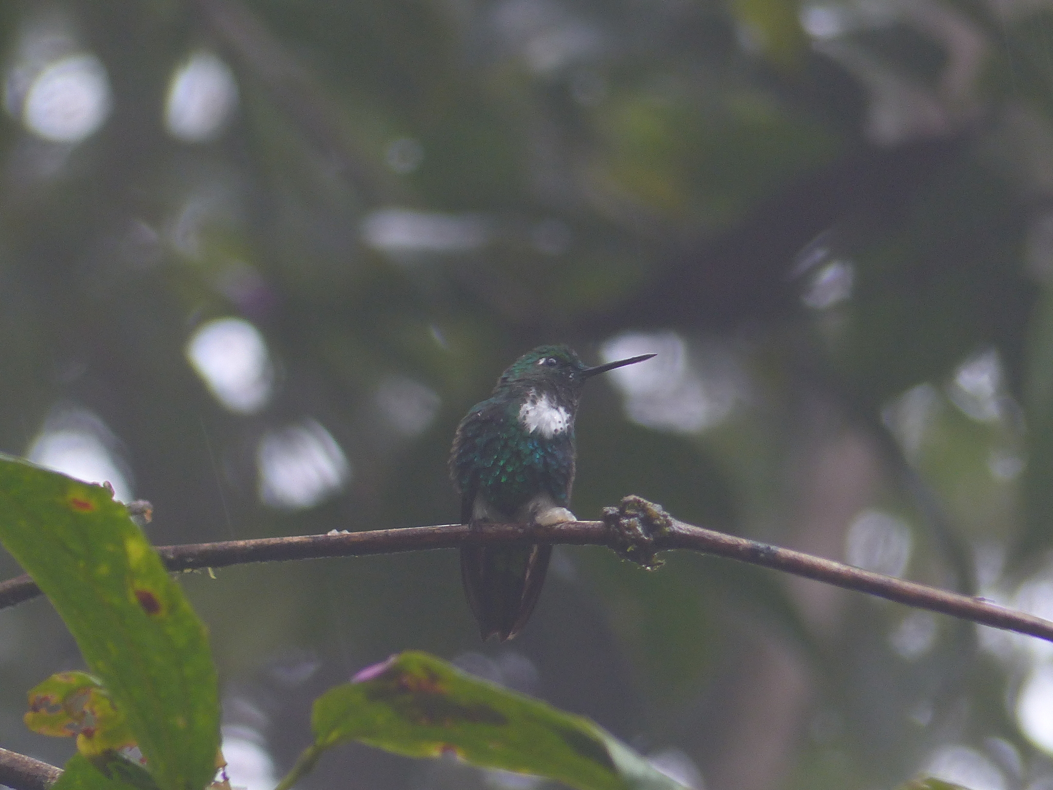 Emerald-bellied Puffleg (Eriocnemis aline), photo 5