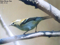 Phylloscopus inornatus