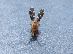 Trixoscelis polita
