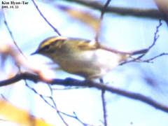 Phylloscopus proregulus