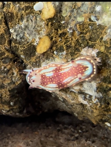 Sphon's Chromodorid (Felimida sphoni)