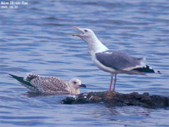 Larus argentatus mongolicus