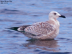 Larus argentatus mongolicus