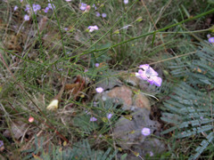Agalinis peduncularis