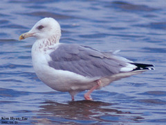 Larus argentatus mongolicus