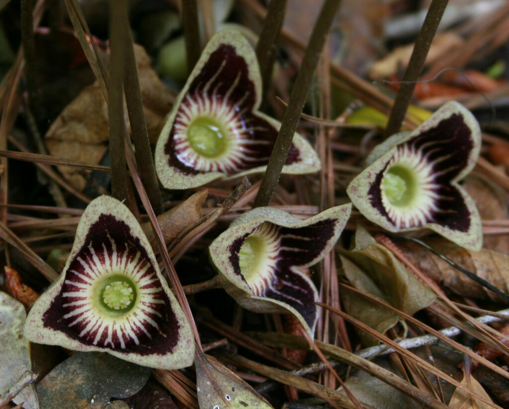 Section Hexastylis