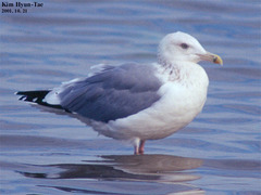 Larus argentatus mongolicus