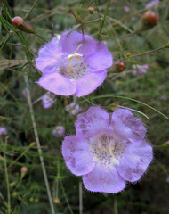 Agalinis peduncularis