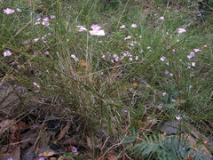 Agalinis peduncularis
