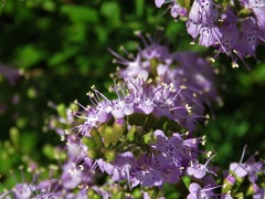 Dicerandra densiflora