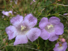 Agalinis peduncularis