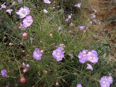 Agalinis peduncularis