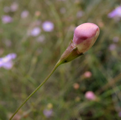 Agalinis peduncularis