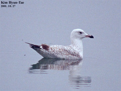 Larus argentatus mongolicus