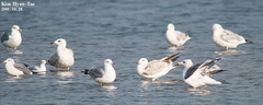 Larus argentatus mongolicus