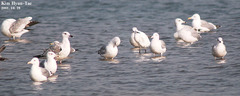 Larus argentatus mongolicus