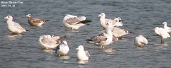 Larus argentatus mongolicus