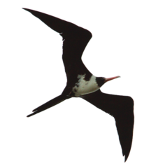 Christmas Frigatebird photo 3