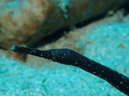 Long-head pipefish (Trachyrhamphus longirostris) — Syngnathidae — 3