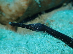 Long-Head Pipefish photo 3