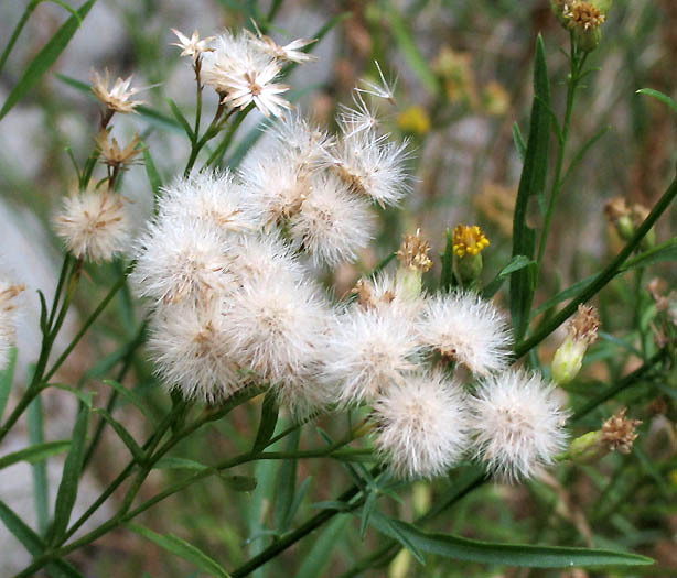 Baccharis plummerae