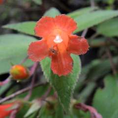 Moussonia jaliscana