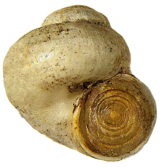 Valvata