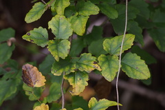 Akebia trifoliata