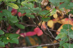 Akebia trifoliata